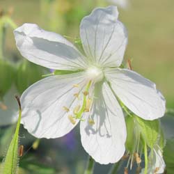 geranium pratense galactic